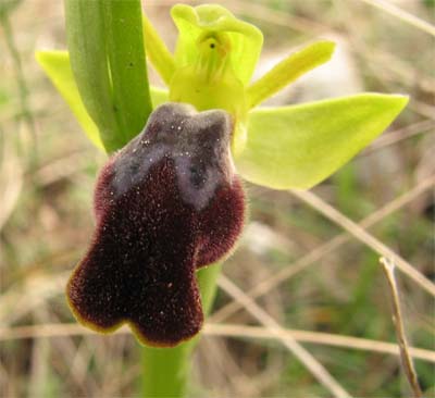 Ophrys sulla murgia materana
